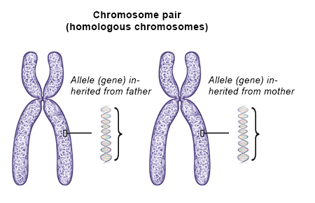 Illustration: Human chromosomes come in pairs – as described in the article