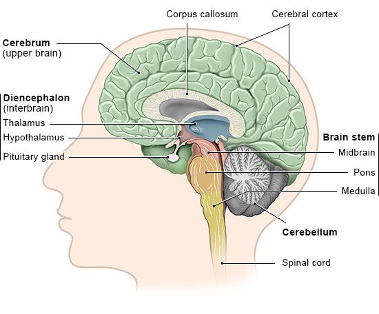 Illustration: The various parts of the brain