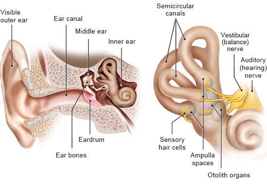 Illustration: Structure of the ear and the vestibular system – as described in the information