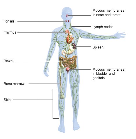 Illustration: The different parts of the immune system
