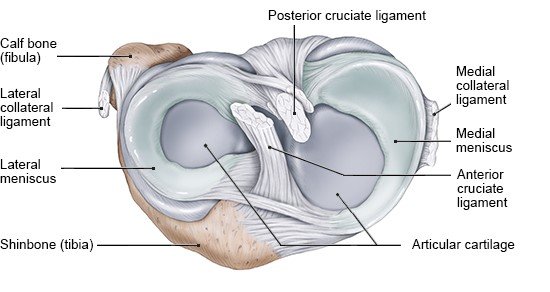 Illustration: Cross section of the knee joint, seen from above – as described in the article