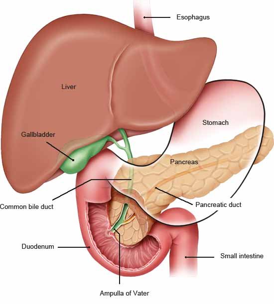 Illustration: Pancreas and surrounding organs – as described in the article