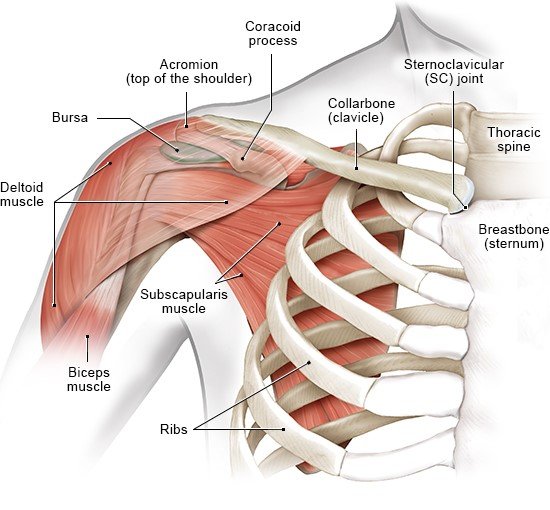 Illustration: The muscles in the shoulder region (front view)