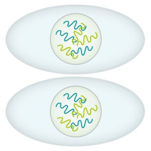 Illustration: Both daughter cells have the same genetic information as the parent cell