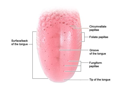Illustration: Structure of the tongue