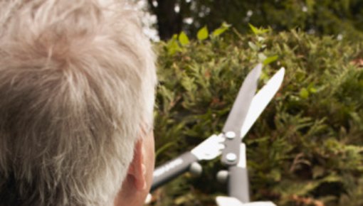 Photo of a man trimming the hedges