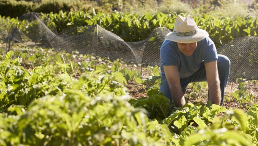 Photo of a man working in the garden