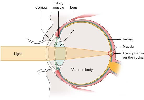 Illustration: Anatomical diagram of the eye in side view. The light rays converge on the retina.