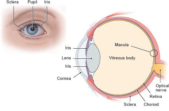 Illustration: The main parts of the human eye 