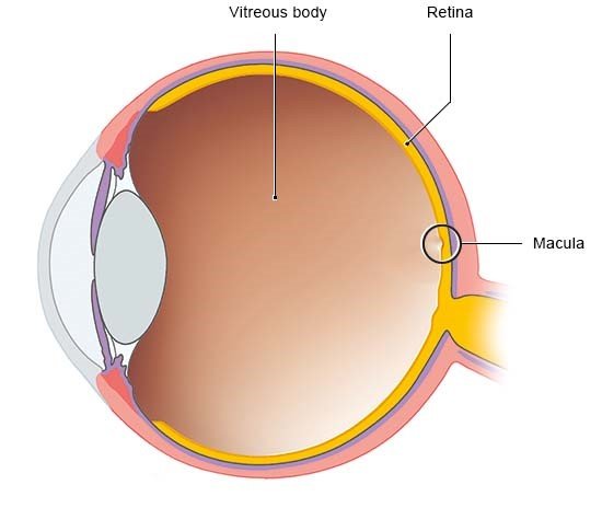 Image: Healthy eye
