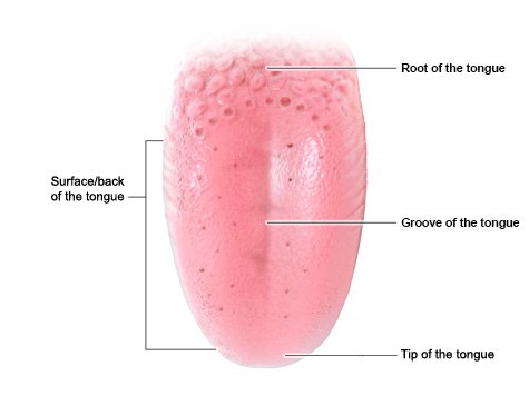 Illustration: Structure of the tongue