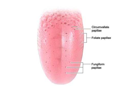 This photorealistic illustration shows the location of the various taste buds on the surface of the tongue.