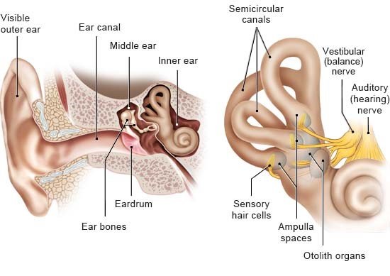 The left illustration shows the structure of the ear, and the right illustration shows the structure of the vestibular system.