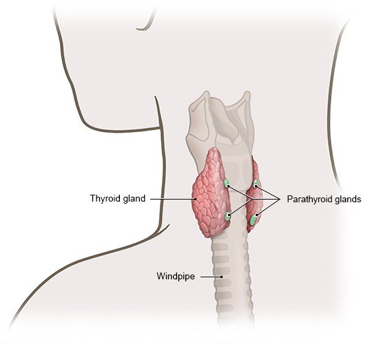 The anatomical illustration shows the four parathyroid glands, each of which is about the size of a pea. They are found behind the thyroid gland.