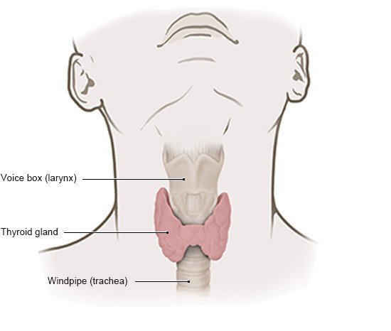 Illustration: Front view of the thyroid gland