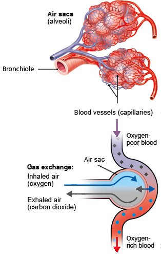 The upper part of the illustration shows the grape-like air sacs at the end of a bronchial branch; the lower part of the illustration shows gas exchange in the lungs.