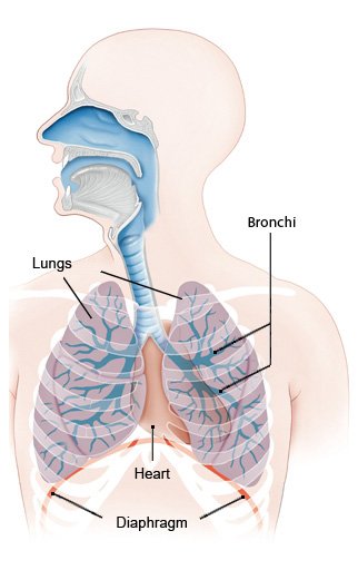 This anatomical illustration shows both lungs, including the bronchi.