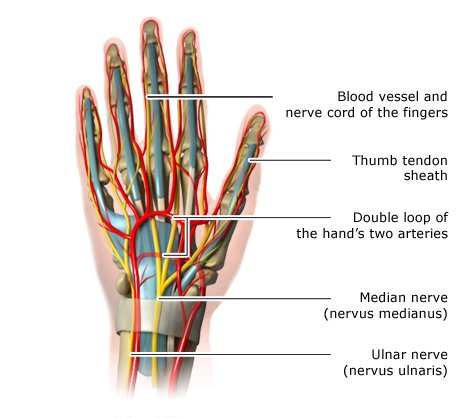 Die anatomische Grafik zeigt den Verlauf der wichtigsten Nerven und Blutgefäße der Hand.