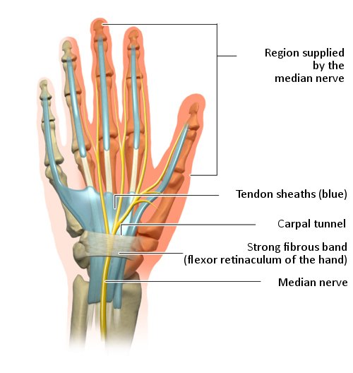 Die anatomische Grafik der Hand zeigt den Karpaltunnel und die Nerven der Handinnenseite.