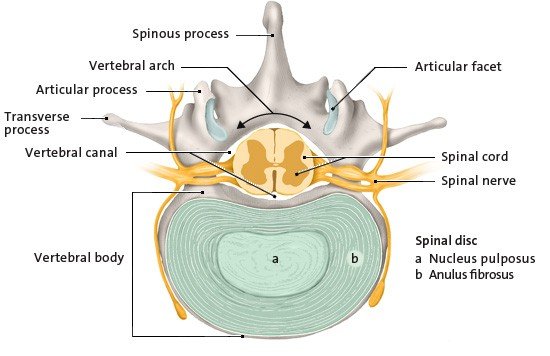 This anatomical illustration shows a cross-section view of a lumbar vertebra with a spinal disc