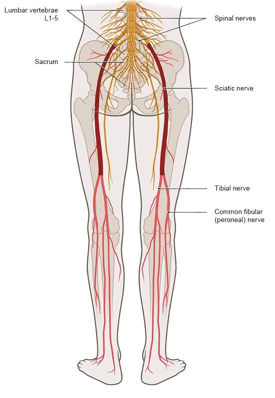 This illustration shows where the sciatic nerve starts and how it runs from the lumbar spine down to the foot.