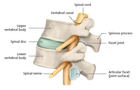 This anatomical illustration shows a side view of two lumbar vertebrae with an intervertebral spinal disc