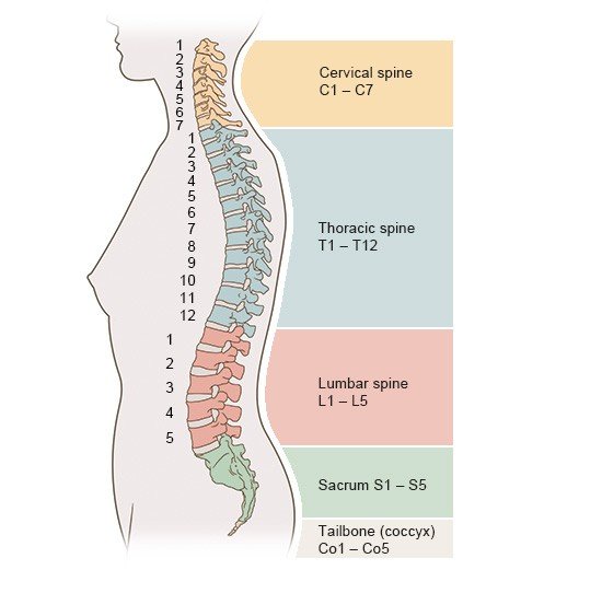 This illustration shows a side view of the five parts of an adult spine 