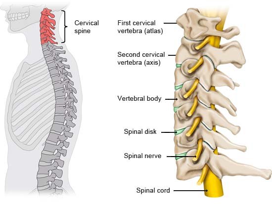 This illustration shows the structure of the cervical spine with the bones, spinal discs and nerves and where they are located in the body (left).