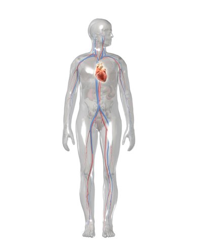 The illustration shows a human body from the front and the location of the heart within it. It is roughly in the middle of the chest.