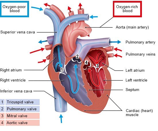 The anatomical illustration shows where the four heart valves are located and how blood flows through the heart.