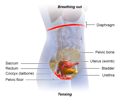This animated illustration demonstrates how the pelvic floor tenses and relaxes when you breathe in and out.