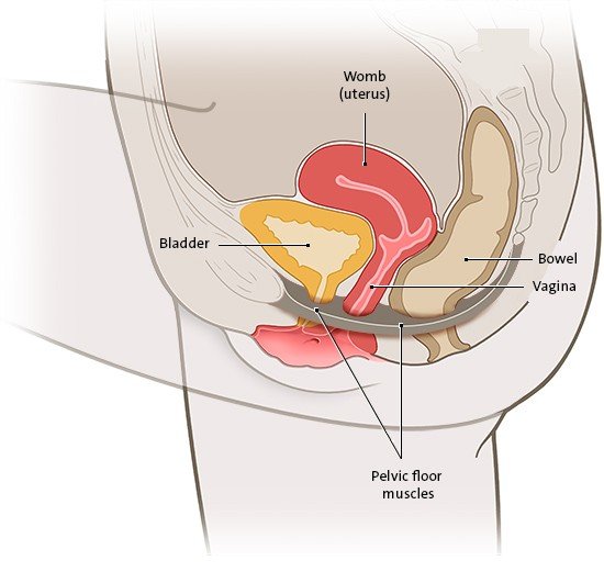 This simplified anatomical illustration shows the pelvic floor in women and the nearby organs.