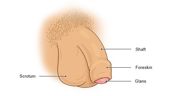 This illustration shows the male sex organs from outside the body with an uncircumcised penis.