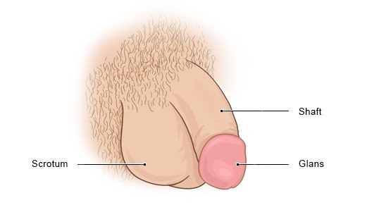 This illustration shows the male sex organs from outside the body with a circumcised penis.