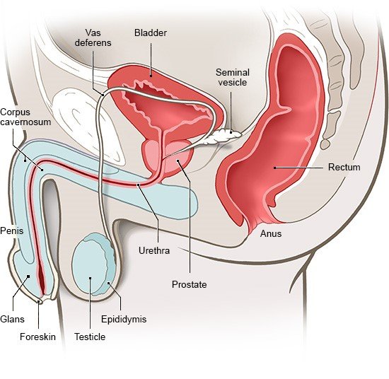 This illustration shows an anatomical side view of the male sex organs.