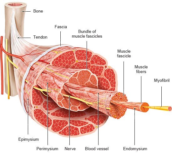 Illustration: Structure of a skeletal muscle