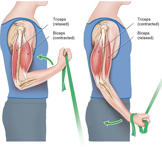 Illustration: Contraction and relaxation of the upper arm muscles