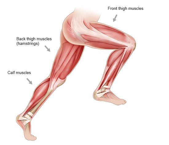 Illustration: Thigh and calf muscles