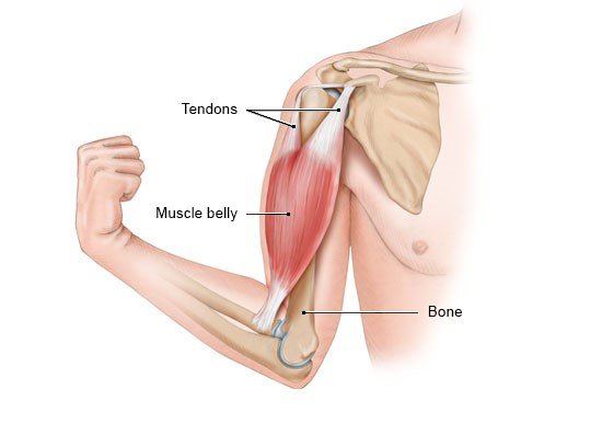 Illustration: Connection between the muscles and bones in the body