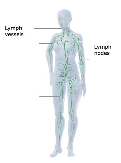 Illustration: The lymphatic system