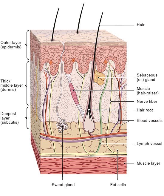 The anatomical illustration shows the structure of the skin.