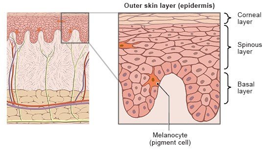 The anatomical illustration shows the position of the epidermis and provides a detailed view of its structure.