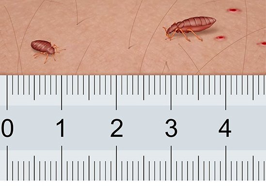 This illustration shows two bedbugs: The bedbug on the left is about five millimeters in size and the one on the right (full of blood) is about one centimeter long.