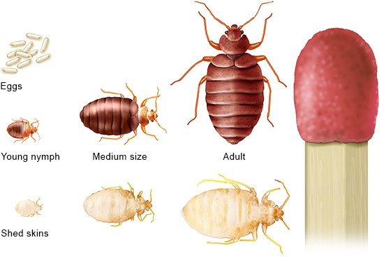This illustration shows the development of a bed bug from egg to adult insect. The latter is about the size of a match head.