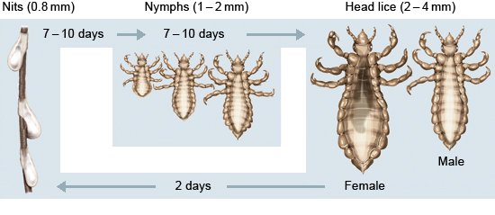 This illustration shows the life cycle and reproductive cycle of head lice: from the eggs (nits), to the nymphs and adult lice.