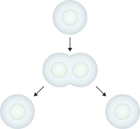 Illustration: Process of cell division (mitosis)