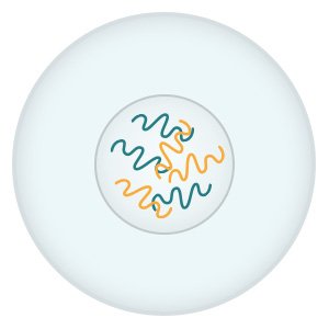 Illustration: The nucleus of the original cell contains the full set of genetic information