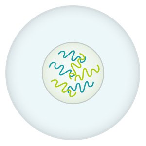 Illustration: The nucleus of the original cell contains the full set of genetic information
