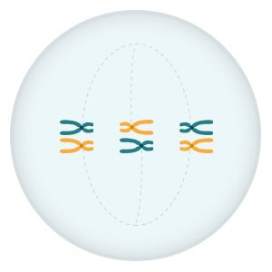 Illustration: The pairs of chromosomes line up along the center of the cell