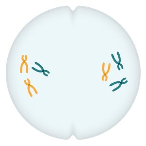 Illustration: The chromosome pairs are separated and move to opposite sides of the cell